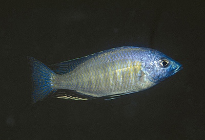 Nyassachromis purpurans 'Chizi Point'